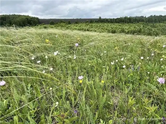 Начало цветочного праздника редких растений на Куликовом поле