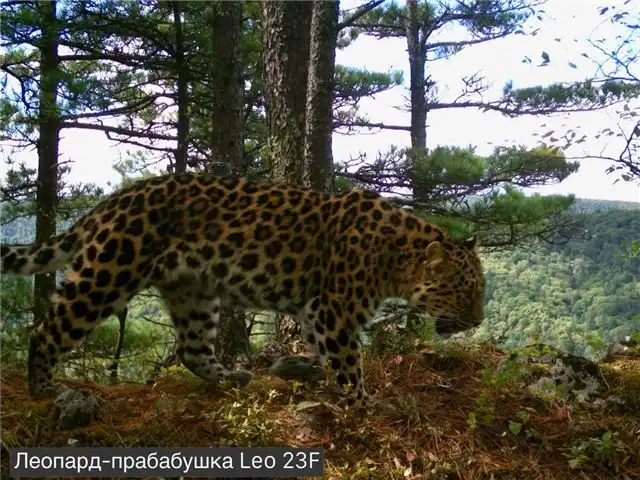 В национальном парке «Земля леопарда» обнаружена леопардиха, ставшая прабабушкой