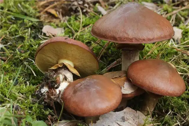 Как приготовить ароматные маринованные маслята на зиму - лучшие рецепты и методы хранения
